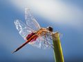 Common glider (Tramea transmarina), Darwin, Australia