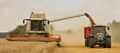 A combine harvester threshes the wheat, crushes the chaff, then blows chaff across the field. The combine loads the threshed wheat onto a truck or trailer while moving