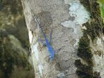 Anolis gorgonae MatthewGable.JPG