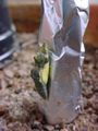 Pieris rapae pupa, ready to hatch.