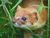 Mustela Erminea head.jpg