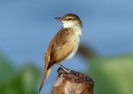 Oriental Reed Warbler I IMG 0246-cropped.jpg