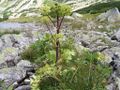 Archangelica officinalis a1.jpg