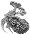 Juvenile female A. hians