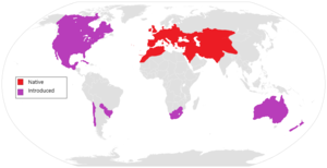 Distribution of Hypericum perforatum.png