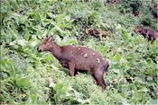 Goral Girardinia diversifolia AJTJ.jpg