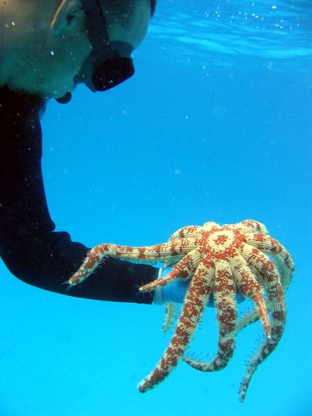 ملف:Luidia magnifica.jpg
