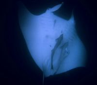 Manta ray with remoras