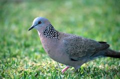 Streptopelia chinensis NBII.jpg