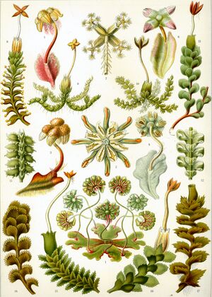 Haeckel Hepaticae.jpg
