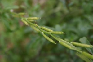 Eruca sativa 1 IP0206101.jpg
