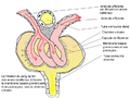 Glomerulus