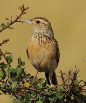 Red-winged Lark, crop.jpg
