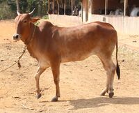 Red Kandhari 01.JPG