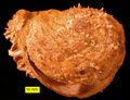 Articulated Spondylus from the Pliocene of Cyprus.