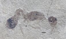 Archimyrmex rostratus UCM15174 profile.jpg
