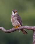 Hobby - Falco subbuteo.jpg