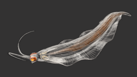 Nektognathus Life Reconstruction.png