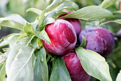 Plum on tree02.jpg