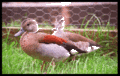 Ringed Teal