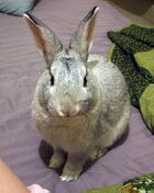 Tsukibunny.jpg