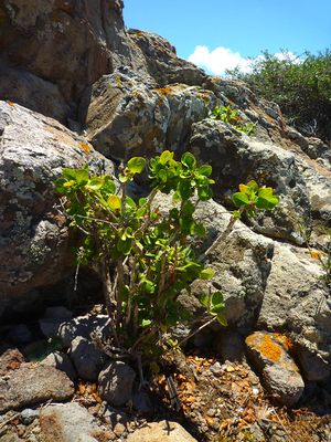 Withania frutescens80652.jpg