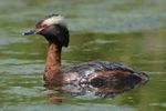 Horned grebe (2) - (Podiceps auritus).JPG