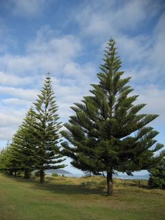Norfolkpine001.jpg