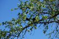 Oak Apples on an oak tree.