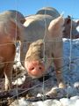 University research pigs.