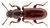 Thaneroclerus buqueti