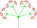 Compound (triple) umbel