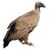 Gyps fulvus -Basque Country-8 white background.jpg