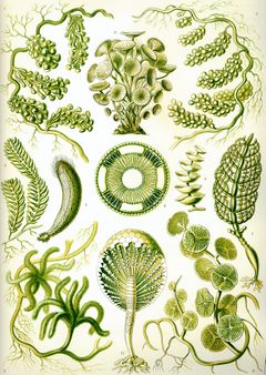 Haeckel Siphoneae.jpg