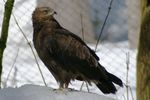 Lesser Spotted Eagle Nationalpark Bayerischer Wald 01.jpg