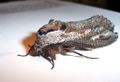 Wood Boring Moth Cossidae