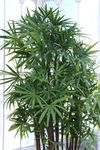 Rhapis excelsa.jpg