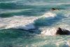 Surf August 2008-1.jpg