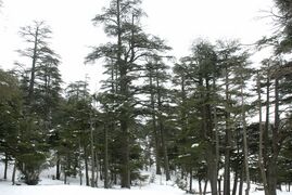المنتزه الوطني إفران