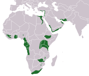 Egyptian Rousette area.png