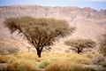 Hoggar Tamanghasset Algeria.jpg