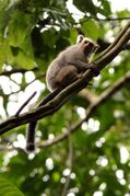 Gray monkey