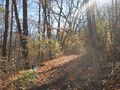 Petrifying Springs Park in October