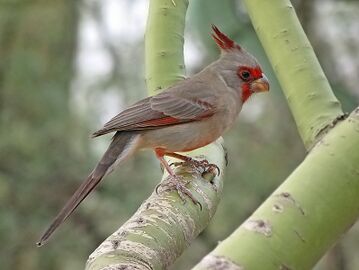 Cardinalis sinuatus