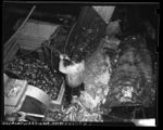 Sardine catch, offshore كاليفورنيا, circa 1948