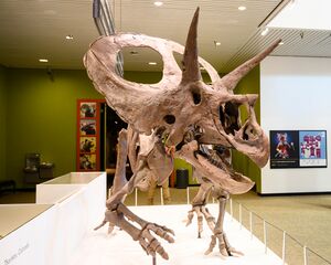 Tiny the Torosaurus.jpg