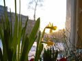 Narcissus (yellow)