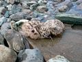 Gull chick at Trondheim, Norway