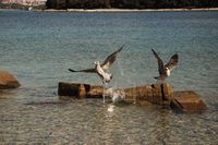 Oiseau hein.jpg