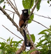 Brown monkey
